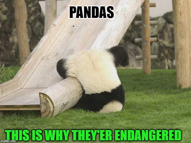 pandas this is why they'er endangered | PANDAS; THIS IS WHY THEY'ER ENDANGERED | image tagged in panda,endangered | made w/ Imgflip meme maker