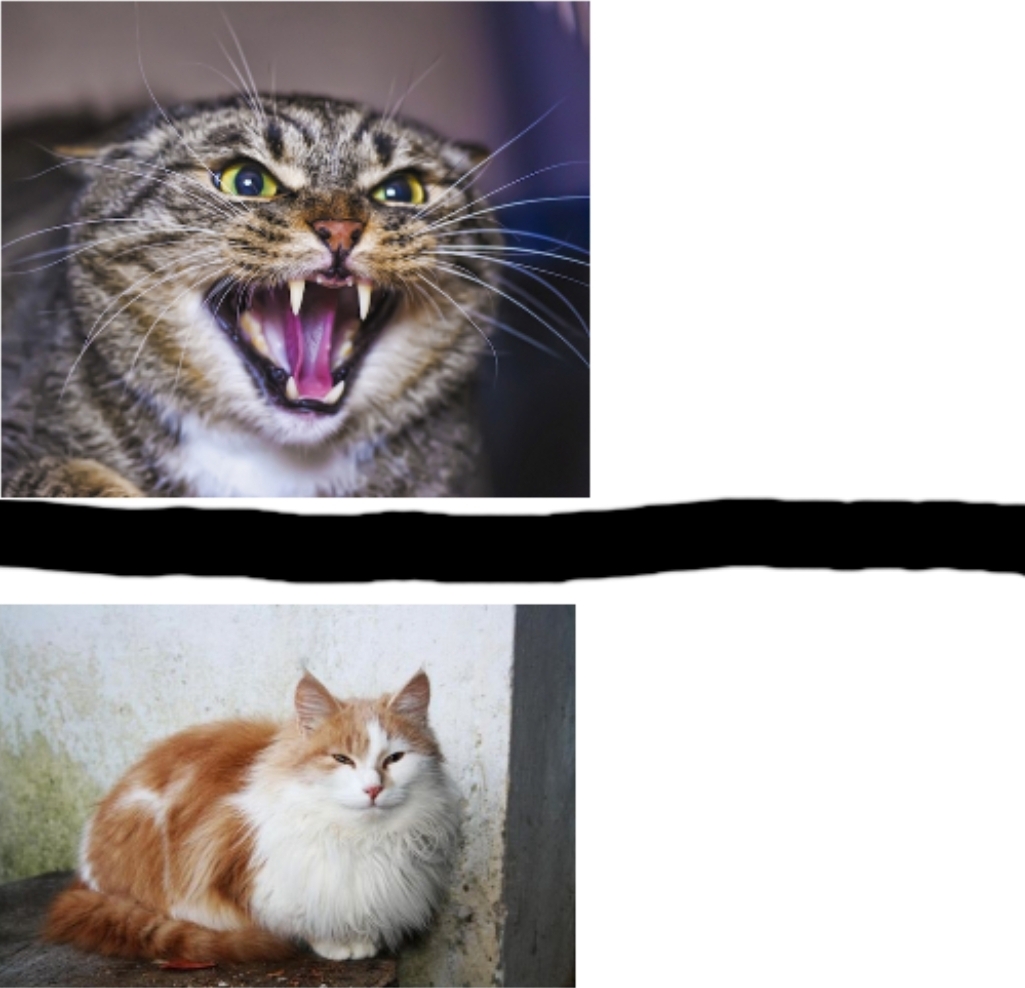 High Quality Cat Drake Blank Meme Template