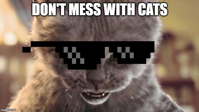 Evil Cat | DON'T MESS WITH CATS | image tagged in evil cat | made w/ Imgflip meme maker