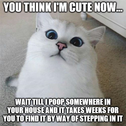 wat? | YOU THINK I'M CUTE NOW... WAIT TILL I POOP SOMEWHERE IN YOUR HOUSE AND IT TAKES WEEKS FOR YOU TO FIND IT BY WAY OF STEPPING IN IT | image tagged in wat | made w/ Imgflip meme maker