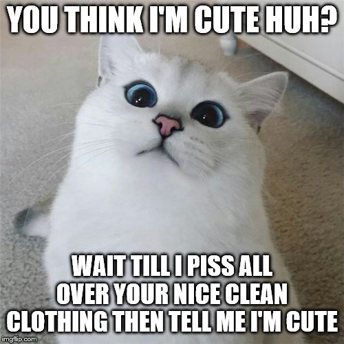 wat? | YOU THINK I'M CUTE HUH? WAIT TILL I PISS ALL OVER YOUR NICE CLEAN CLOTHING THEN TELL ME I'M CUTE | image tagged in wat | made w/ Imgflip meme maker