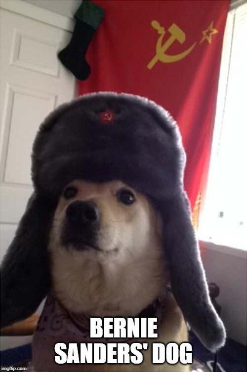 communist dog | BERNIE SANDERS' DOG | image tagged in communist dog | made w/ Imgflip meme maker