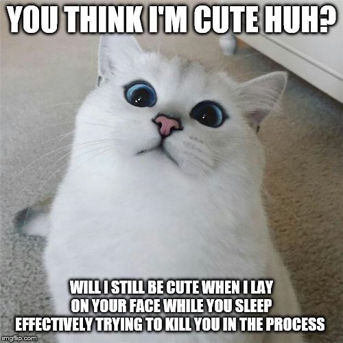 wat? | YOU THINK I'M CUTE HUH? WILL I STILL BE CUTE WHEN I LAY ON YOUR FACE WHILE YOU SLEEP EFFECTIVELY TRYING TO KILL YOU IN THE PROCESS | image tagged in wat | made w/ Imgflip meme maker