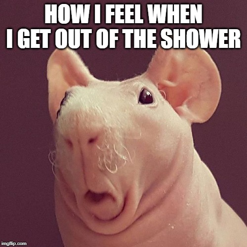 Hairless Guinea Pig | HOW I FEEL WHEN I GET OUT OF THE SHOWER | image tagged in hairless guinea pig | made w/ Imgflip meme maker