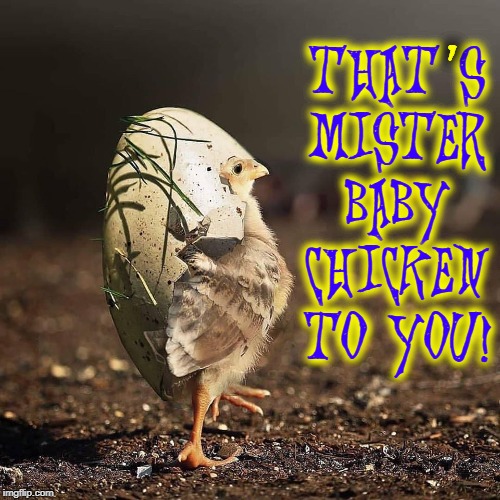Your Roots are a Source of Strength | , THAT'S MISTER BABY CHICKEN TO YOU! | image tagged in vince vance,baby,chickens,chicks,strut,egg shell | made w/ Imgflip meme maker