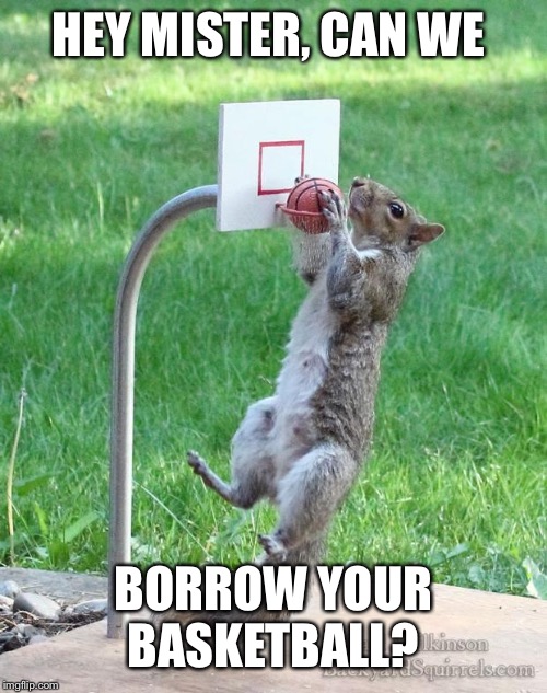 Squirrel basketball | HEY MISTER, CAN WE BORROW YOUR BASKETBALL? | image tagged in squirrel basketball | made w/ Imgflip meme maker