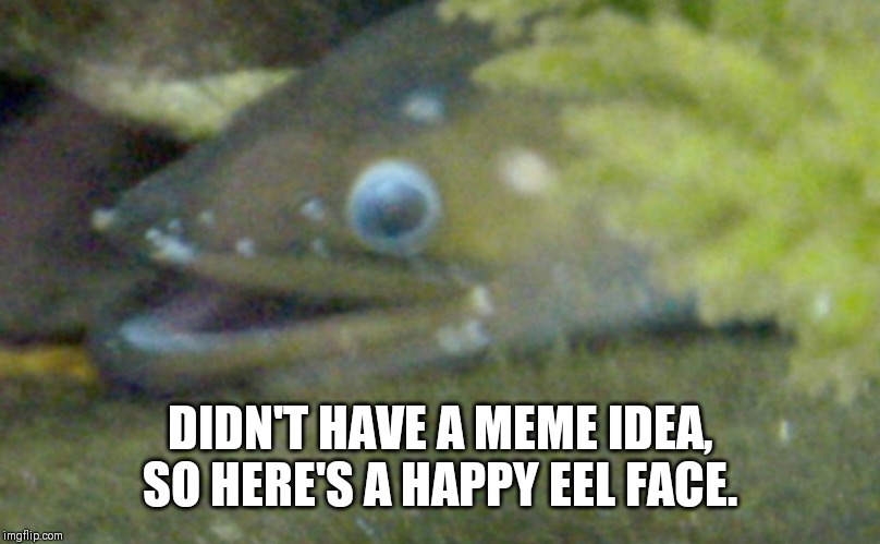 DIDN'T HAVE A MEME IDEA, SO HERE'S A HAPPY EEL FACE. | made w/ Imgflip meme maker