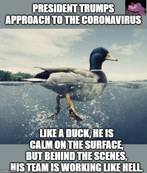 Unlike the Dems who are trying to scare people for political gain. | PRESIDENT TRUMPS APPROACH TO THE CORONAVIRUS; LIKE A DUCK, HE IS CALM ON THE SURFACE, BUT BEHIND THE SCENES, HIS TEAM IS WORKING LIKE HELL. | image tagged in remain calm | made w/ Imgflip meme maker