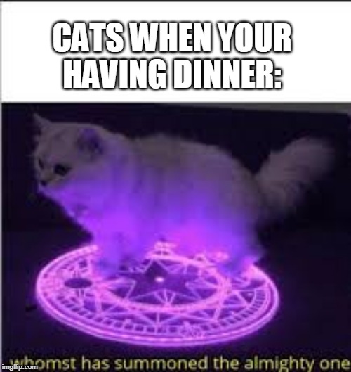 Whomst has Summoned the almighty one | CATS WHEN YOUR HAVING DINNER: | image tagged in whomst has summoned the almighty one | made w/ Imgflip meme maker