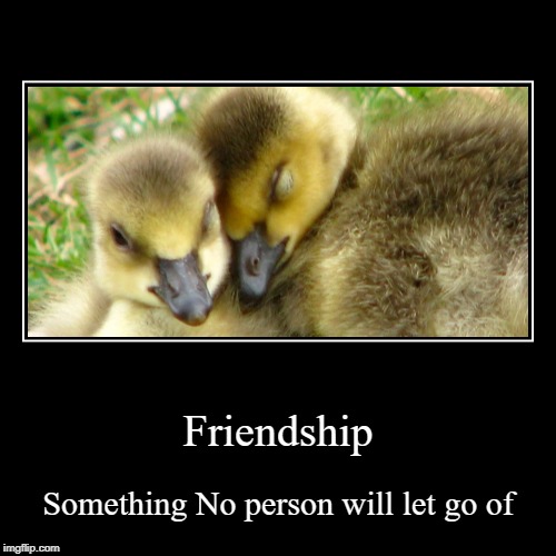 Geese Friendship | image tagged in funny,demotivationals,geese,canada | made w/ Imgflip demotivational maker