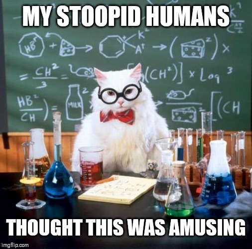 Chemistry Cat Meme | MY STOOPID HUMANS; THOUGHT THIS WAS AMUSING | image tagged in memes,chemistry cat | made w/ Imgflip meme maker