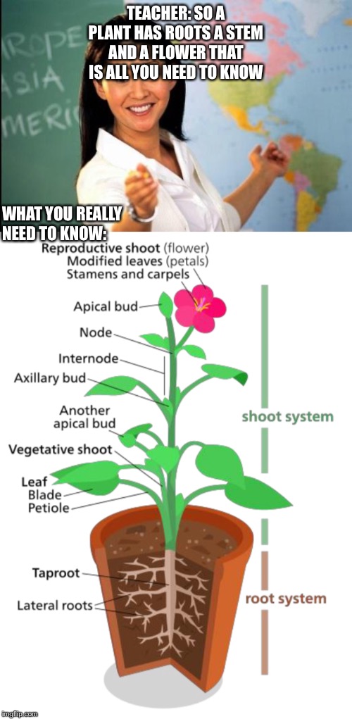 TEACHER: SO A PLANT HAS ROOTS A STEM AND A FLOWER THAT IS ALL YOU NEED TO KNOW; WHAT YOU REALLY NEED TO KNOW: | image tagged in unhelpful teacher | made w/ Imgflip meme maker