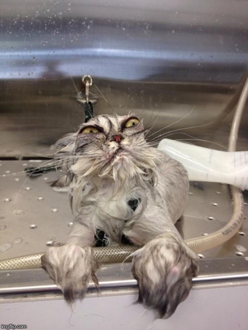 Angry Wet Cat | image tagged in angry wet cat | made w/ Imgflip meme maker