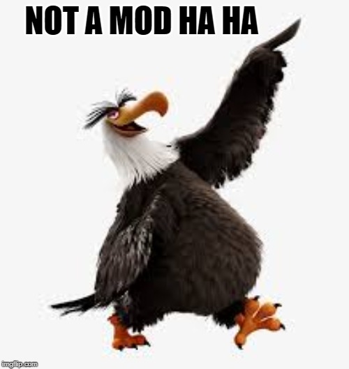 am a mod | NOT A MOD HA HA | image tagged in angry birds eagle | made w/ Imgflip meme maker