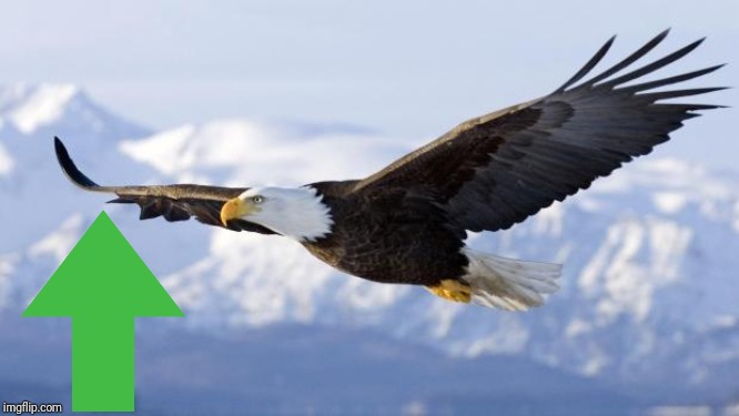 eagle | image tagged in eagle | made w/ Imgflip meme maker
