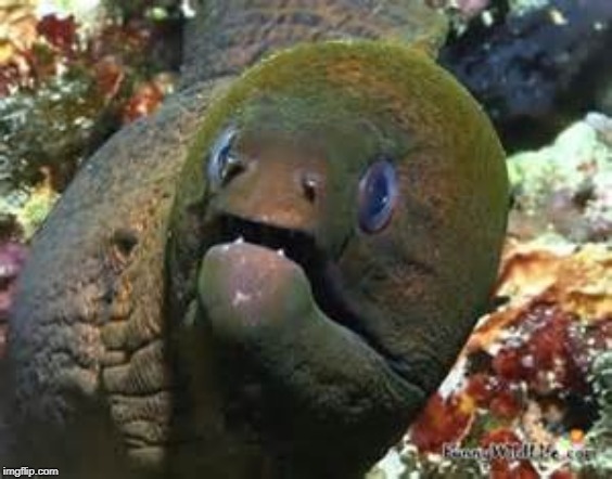 Mother of god eel | image tagged in mother of god eel | made w/ Imgflip meme maker