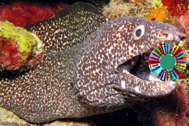 Bewildered Moray Eel | image tagged in bewildered moray eel | made w/ Imgflip meme maker