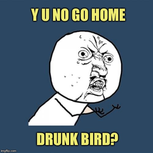 Y U No Meme | Y U NO GO HOME DRUNK BIRD? | image tagged in memes,y u no | made w/ Imgflip meme maker