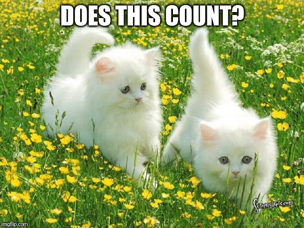 cute kitties | DOES THIS COUNT? | image tagged in cute kitties | made w/ Imgflip meme maker