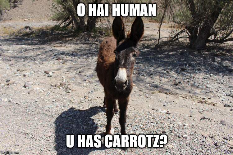 O HAI HUMAN; U HAS CARROTZ? | image tagged in donkey,human,carrots,ambush | made w/ Imgflip meme maker