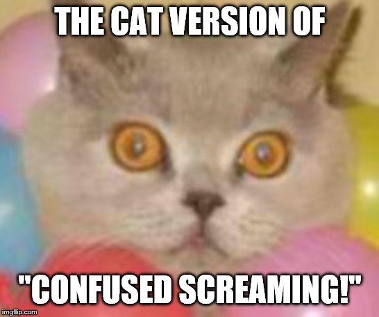 THE CAT VERSION OF "CONFUSED SCREAMING!" | made w/ Imgflip meme maker