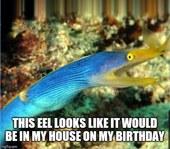 THIS EEL LOOKS LIKE IT WOULD BE IN MY HOUSE ON MY BIRTHDAY | made w/ Imgflip meme maker
