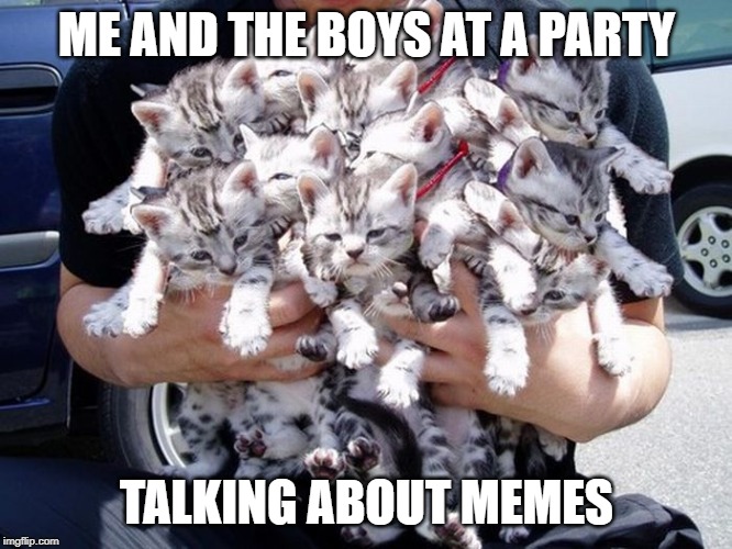 Me and the cats | ME AND THE BOYS AT A PARTY; TALKING ABOUT MEMES | image tagged in catssssss | made w/ Imgflip meme maker