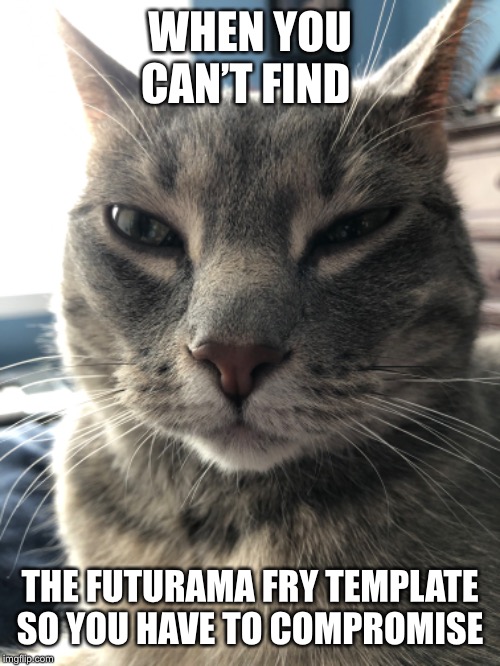 WHEN YOU CAN’T FIND; THE FUTURAMA FRY TEMPLATE SO YOU HAVE TO COMPROMISE | image tagged in cats,futurama fry | made w/ Imgflip meme maker