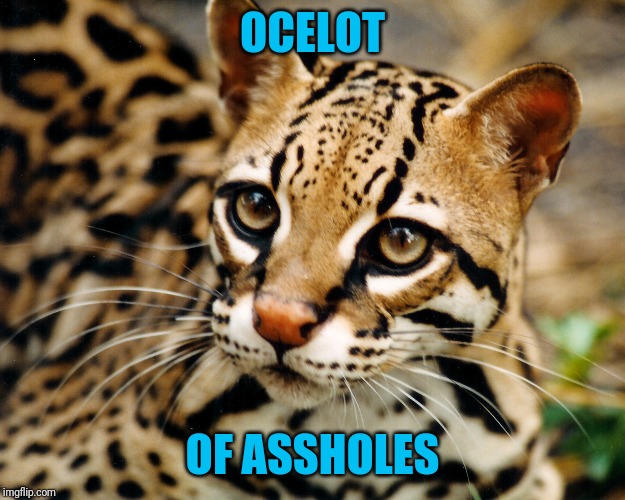 Obvious Ocelot | OCELOT OF ASSHOLES | image tagged in obvious ocelot | made w/ Imgflip meme maker
