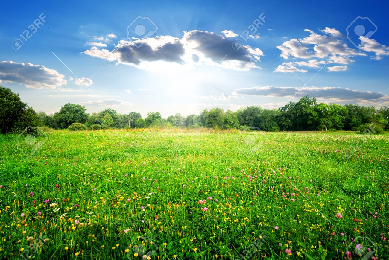 High Quality spring meadow Blank Meme Template