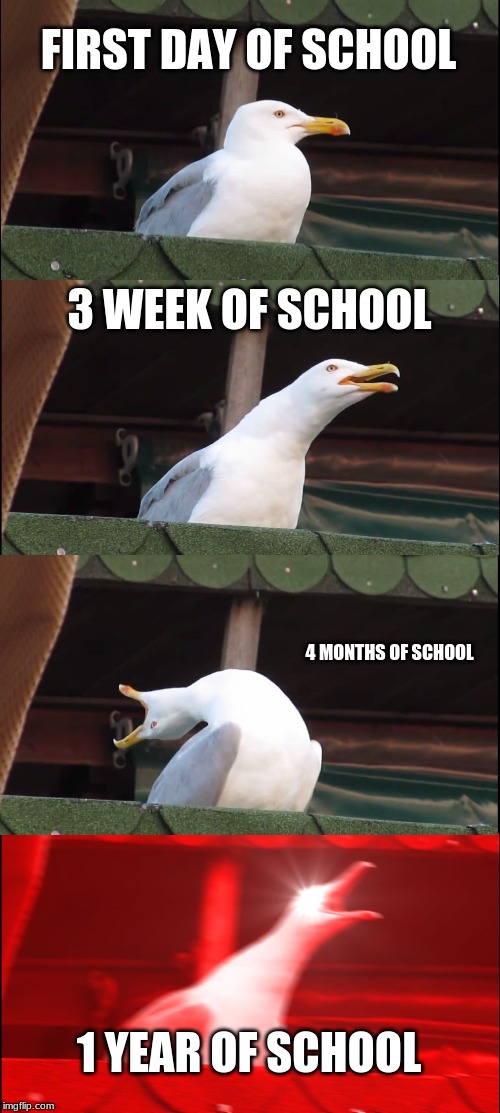 Inhaling Seagull Meme | FIRST DAY OF SCHOOL; 3 WEEK OF SCHOOL; 4 MONTHS OF SCHOOL; 1 YEAR OF SCHOOL | image tagged in memes,inhaling seagull | made w/ Imgflip meme maker