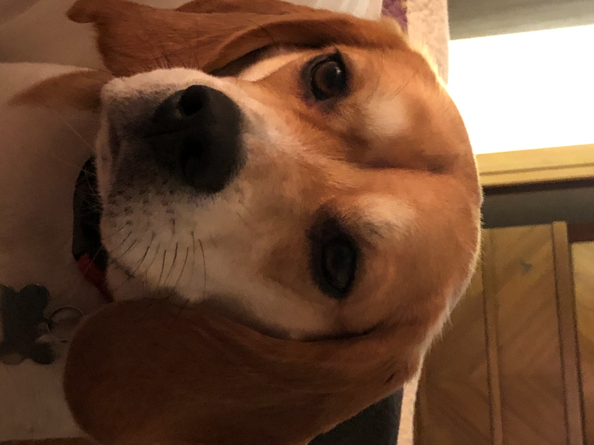 Beagle’s seriousness Blank Meme Template