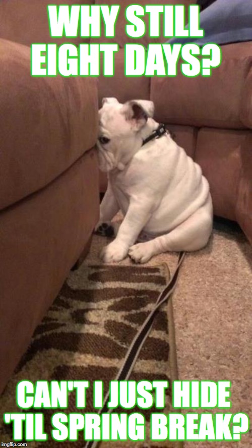 sad dog | WHY STILL EIGHT DAYS? CAN'T I JUST HIDE 
'TIL SPRING BREAK? | image tagged in sad dog | made w/ Imgflip meme maker
