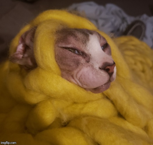Blankcat | image tagged in blankcat | made w/ Imgflip meme maker