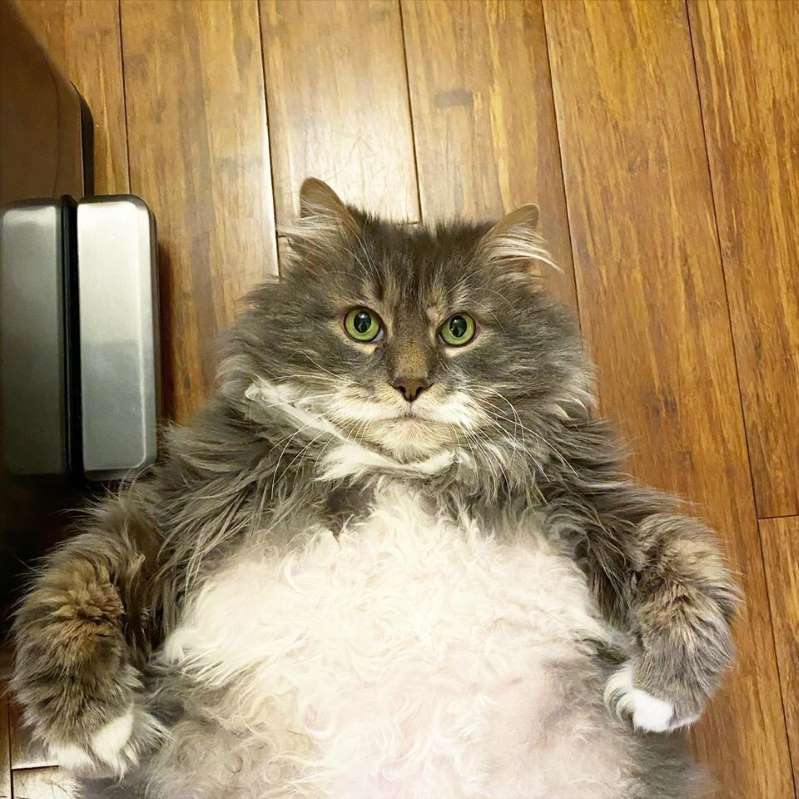 Big Fat Tabby Cat Blank Meme Template