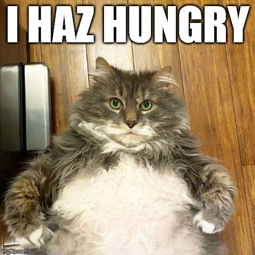 Big Fat Tabby Cat | I HAZ HUNGRY | image tagged in big fat tabby cat | made w/ Imgflip meme maker