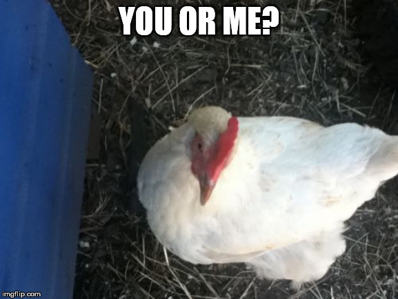 Angry Chicken Boss Meme | YOU OR ME? | image tagged in memes,angry chicken boss | made w/ Imgflip meme maker