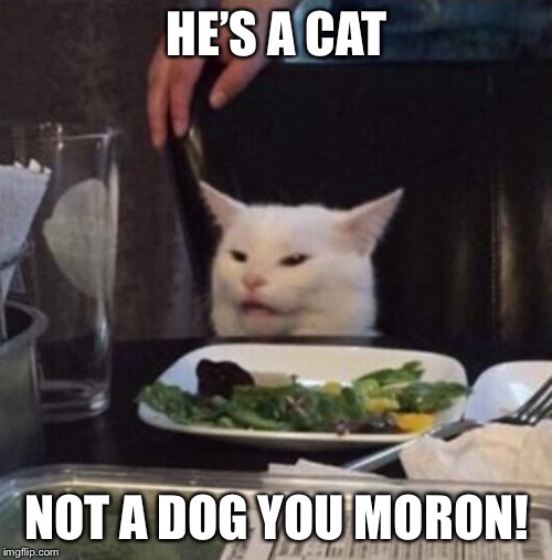 Annoyed White Cat | HE’S A CAT NOT A DOG YOU MORON! | image tagged in annoyed white cat | made w/ Imgflip meme maker