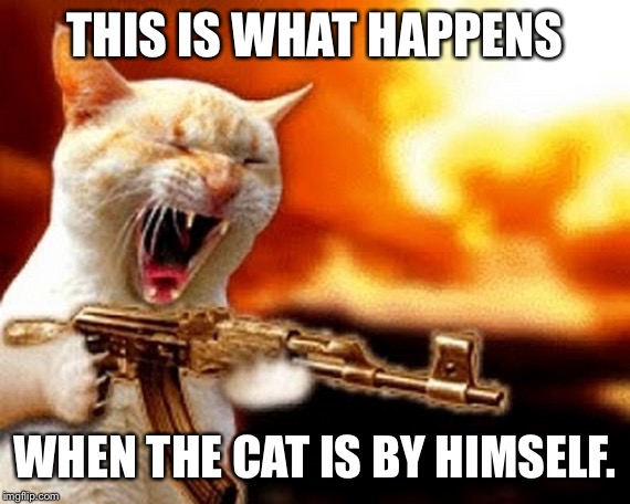 machine gun cat | THIS IS WHAT HAPPENS; WHEN THE CAT IS BY HIMSELF. | image tagged in machine gun cat | made w/ Imgflip meme maker
