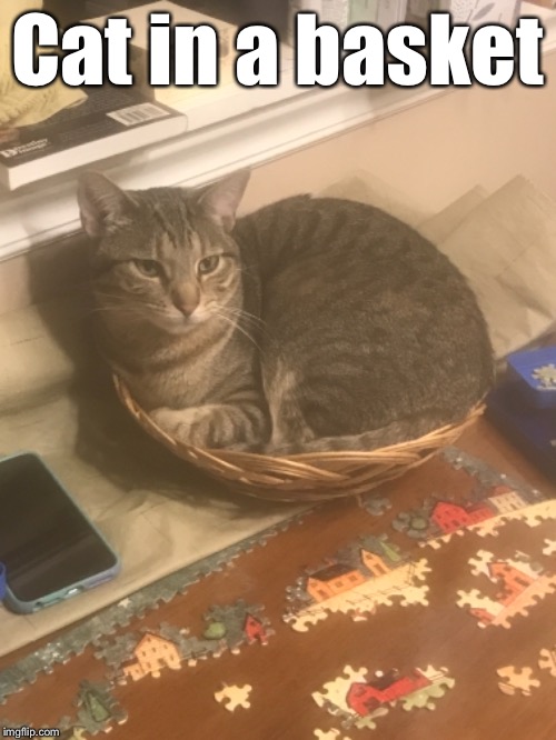 Cat in a basket | made w/ Imgflip meme maker