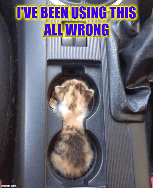 The Latest Boxes for Innovative Cats | I'VE BEEN USING THIS; ALL WRONG | image tagged in vince vance,funny cat memes,cup holder,cats,cat memes,cat in a box | made w/ Imgflip meme maker