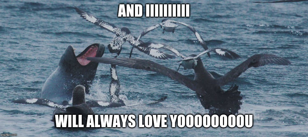 Elephant Seals are surprisingly good singers | AND IIIIIIIIII; WILL ALWAYS LOVE YOOOOOOOOU | image tagged in animals,funny | made w/ Imgflip meme maker