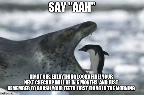 Penguin Dentist | SAY "AAH"; RIGHT SIR, EVERYTHING LOOKS FINE! YOUR NEXT CHECKUP WILL BE IN 6 MONTHS, AND JUST REMEMBER TO BRUSH YOUR TEETH FIRST THING IN THE MORNING | image tagged in funny,animals | made w/ Imgflip meme maker