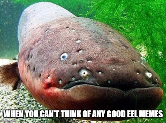 WHEN YOU CAN'T THINK OF ANY GOOD EEL MEMES | image tagged in memes,eel | made w/ Imgflip meme maker