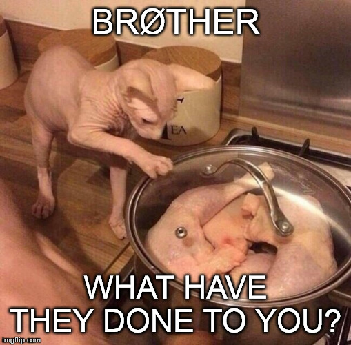 KittenChicken | BRØTHER; WHAT HAVE THEY DONE TO YOU? | image tagged in confused cat,the horror,confusion intensifies | made w/ Imgflip meme maker