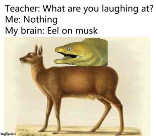 eel on musk | image tagged in eel,on,musk,lol | made w/ Imgflip meme maker