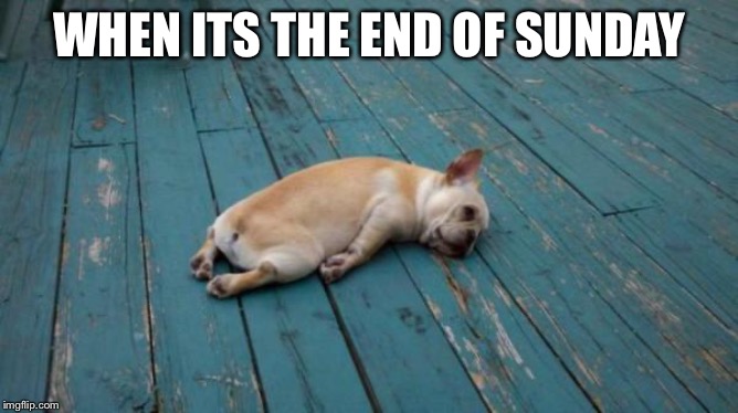 tired dog | WHEN ITS THE END OF SUNDAY | image tagged in tired dog | made w/ Imgflip meme maker
