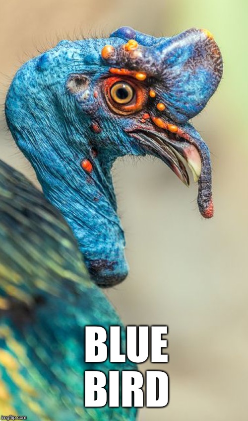 BLUE
BIRD | made w/ Imgflip meme maker