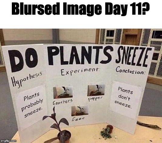 Do Plants Sneeze? | Blursed Image Day 11? | made w/ Imgflip meme maker