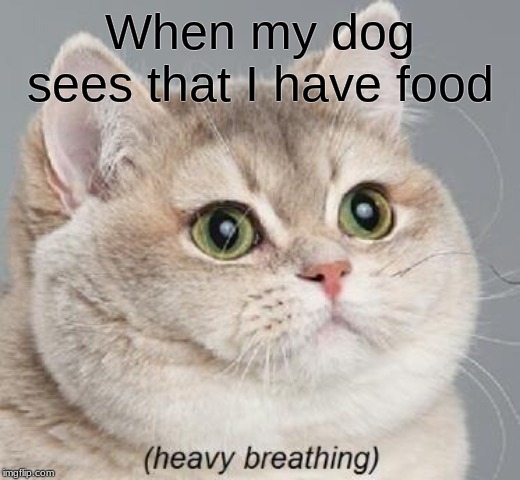 Heavy Breathing Cat Meme | When my dog sees that I have food | image tagged in memes,heavy breathing cat | made w/ Imgflip meme maker